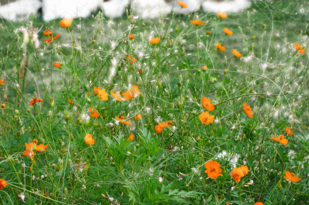field of orange flowers