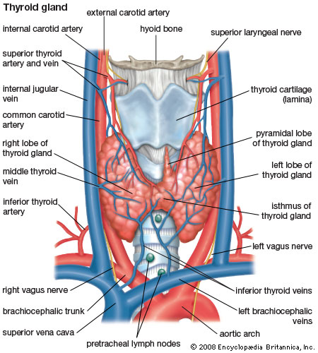 Throat vascular system